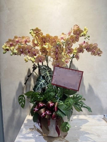 晉升蘭花